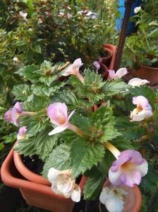 A BLUEBERRY  LEMON S - ACHIMENES 2018 si alte FLORI