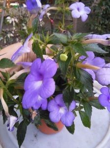A ANNIE BELL - ACHIMENES 2018 si alte FLORI
