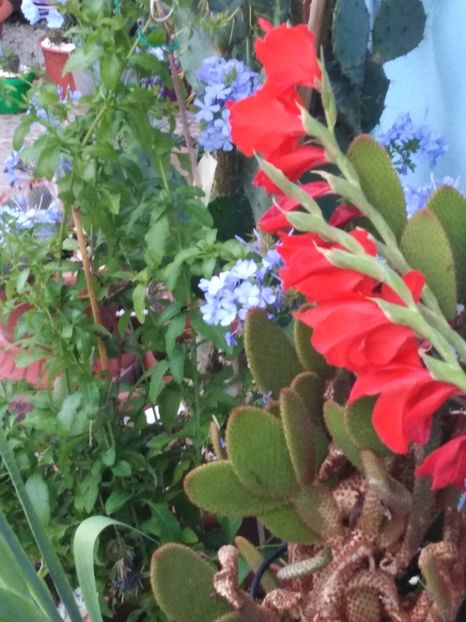  - suculente si cactusi