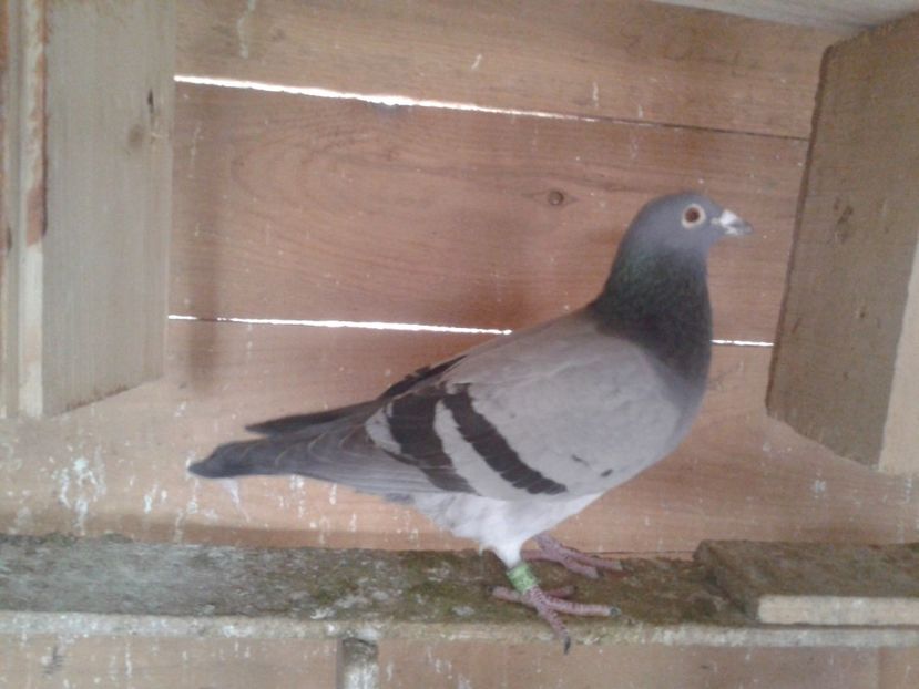 Fotografie0921 - VOIAJORI DE VANZARE 2020