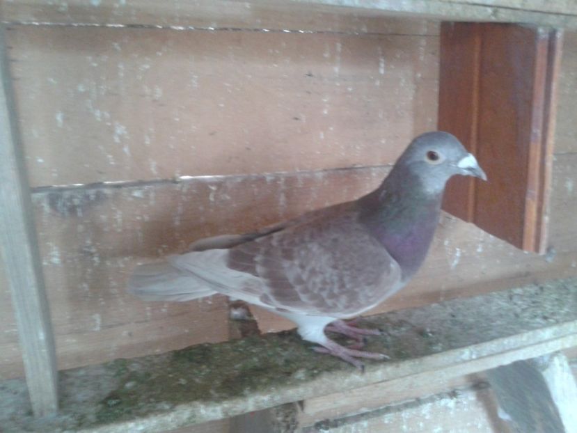 Fotografie0929 - VOIAJORI DE VANZARE 2020