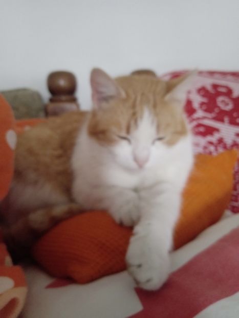 Lamaitza ..pașă.. - Micile mele feline 2020