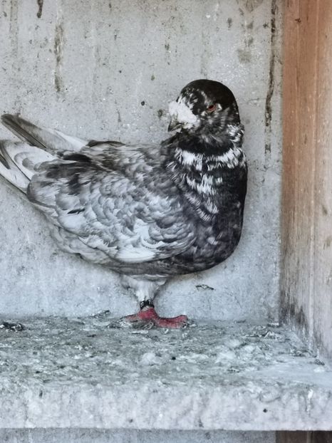  - Voiajori americani