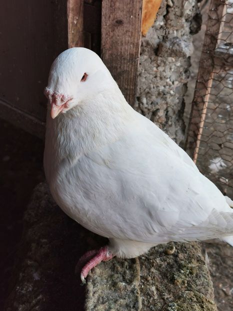  - Voiajori americani