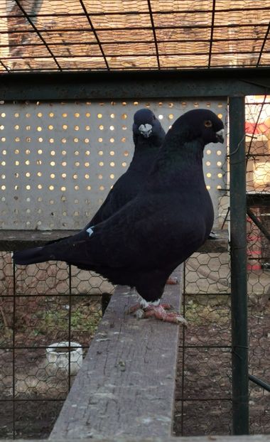  - Voiajori americani