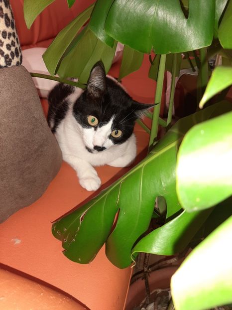  - Florile mele februarie 2020