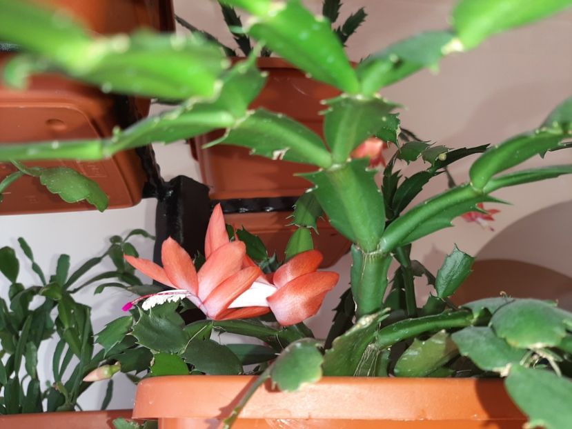  - Florile mele februarie 2020