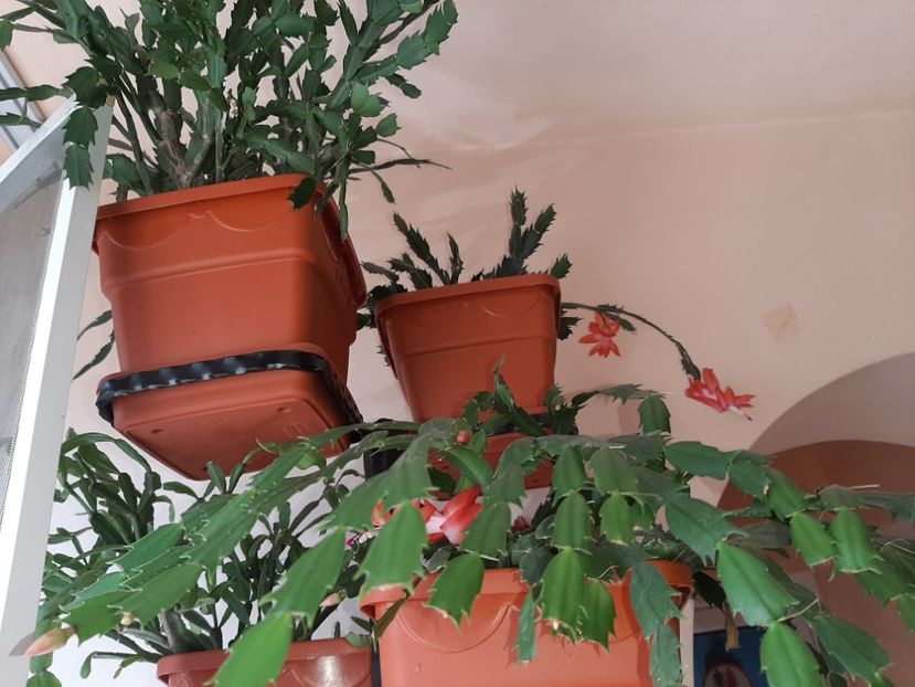  - Florile mele februarie 2020