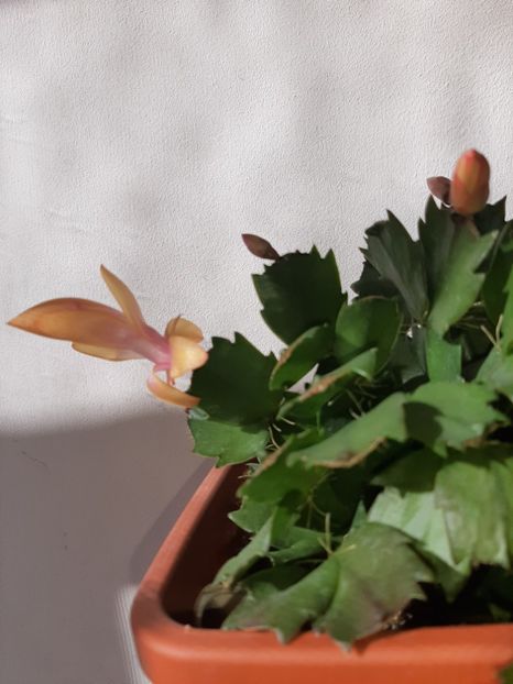  - Florile mele februarie 2020