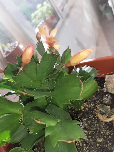  - Florile mele februarie 2020