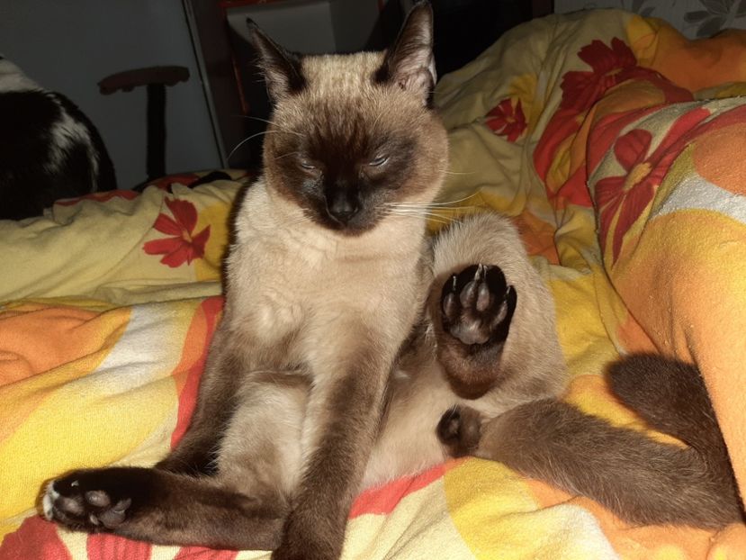  - Pisicii mei februarie 2020