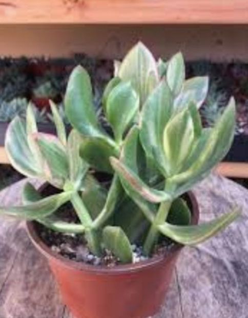 Crassula lemon &lime - Crassula