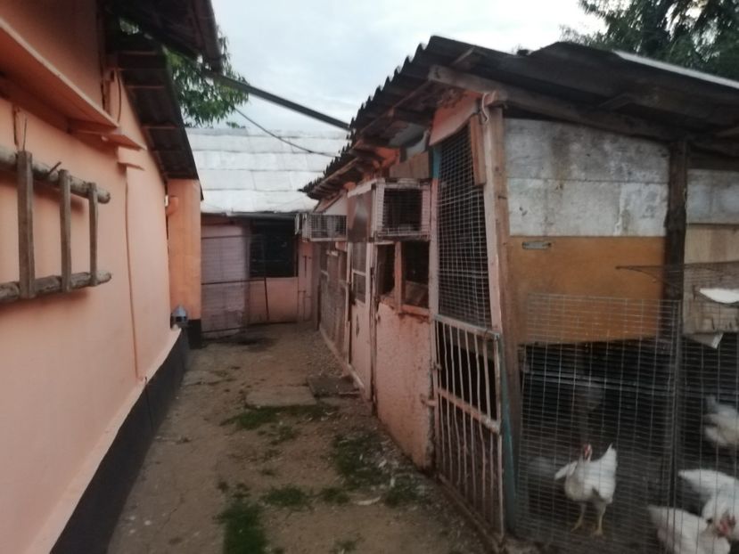  - 2020-Crescatorie Zburatori-Matca