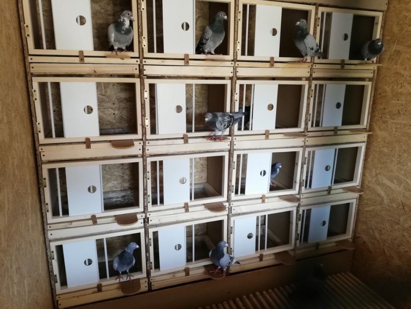  - 2020-Crescatorie Zburatori-Matca