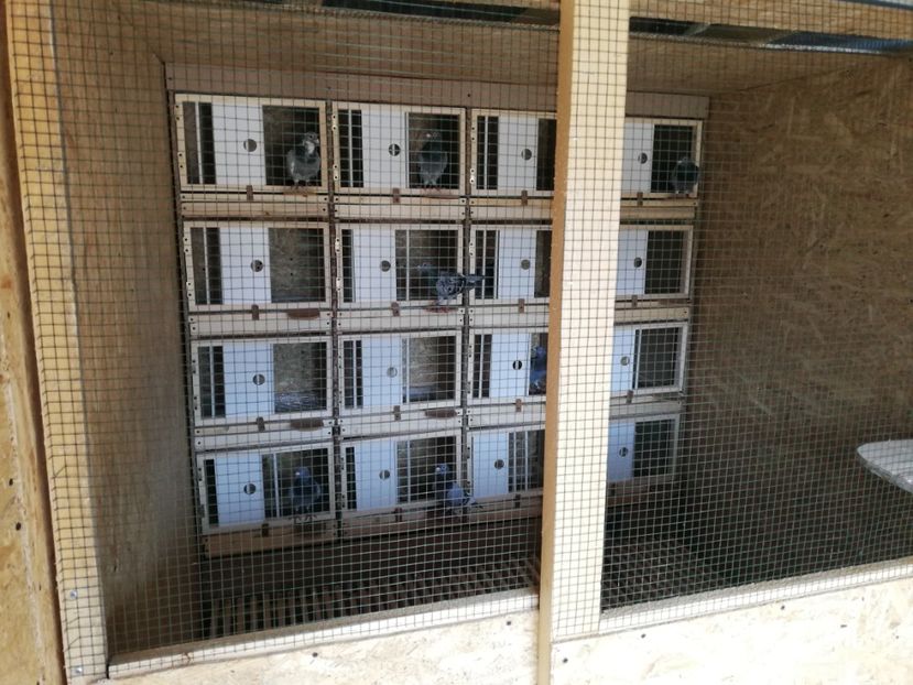  - 2020-Crescatorie Zburatori-Matca