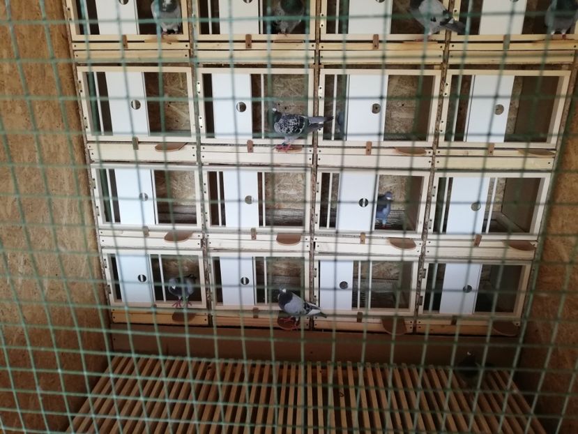  - 2020-Crescatorie Zburatori-Matca