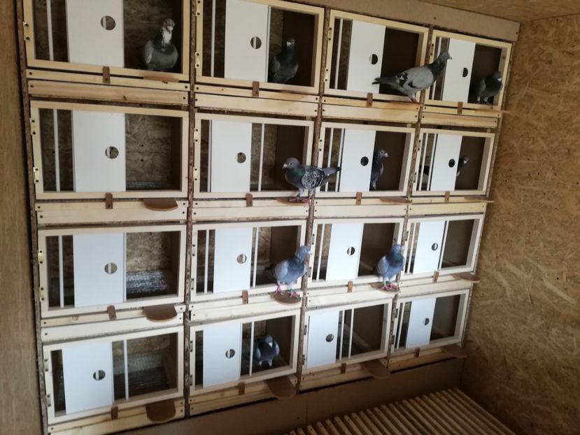  - 2020-Crescatorie Zburatori-Matca