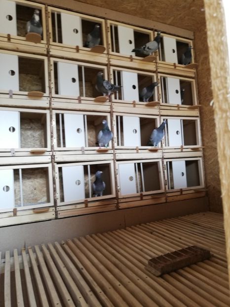  - 2020-Crescatorie Zburatori-Matca