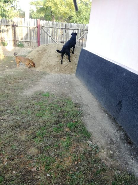 IMG-20191018-WA0004 - 2020-Crescatorie Zburatori-Matca