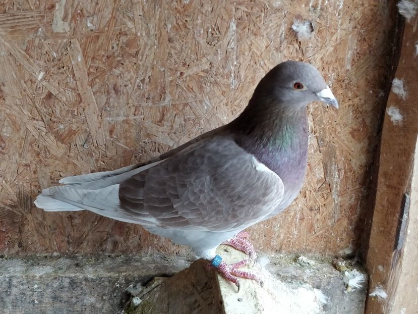 Ro 2017_2018 - Masculi 2020