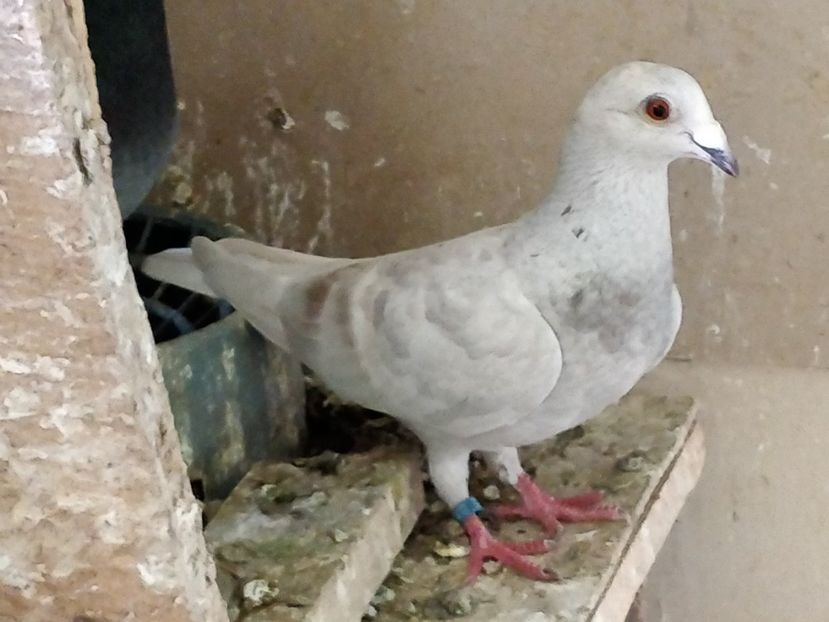 Ro 2015_2018 - Fete 2020