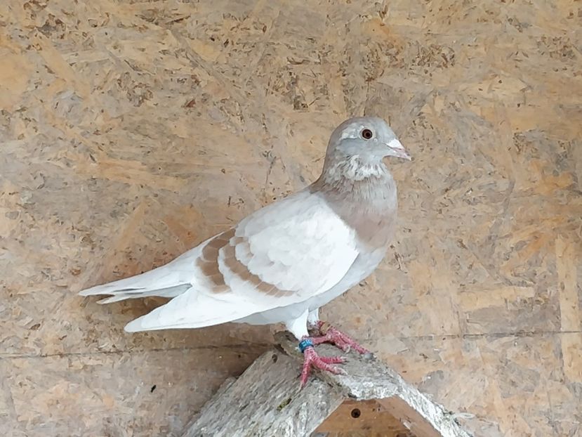 Ro 2026_2018 - Fete 2020