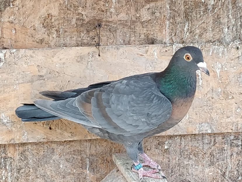 Ro 2064_2018 - Fete 2020