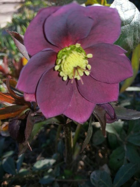  - Spânz helleborus 2020