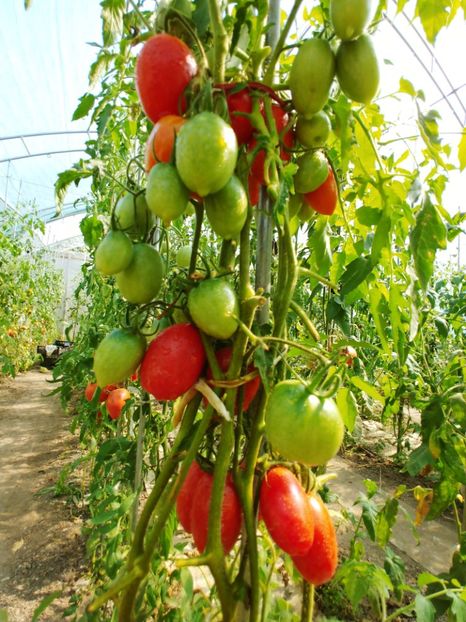 BANANA RED UKR 2018 (27) - BANANA RED UKRAINA