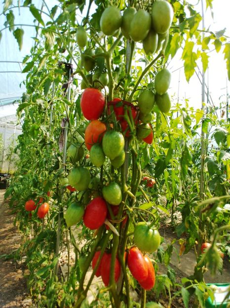 BANANA RED UKR 2018 (30) - BANANA RED UKRAINA