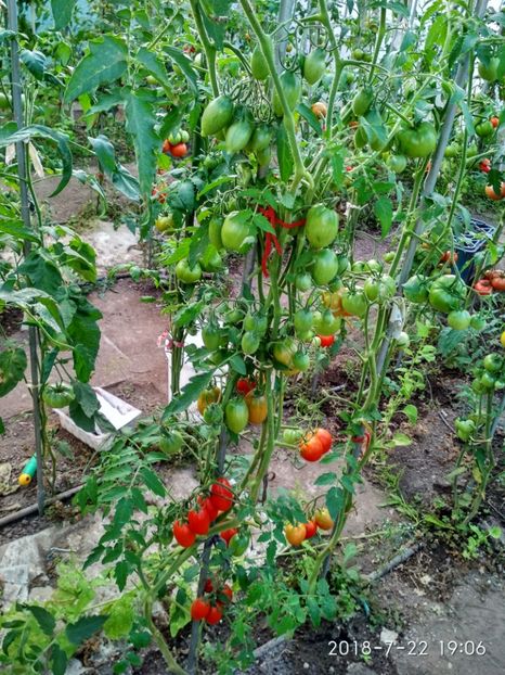 BANANA RED UKR 2018 (31) - BANANA RED UKRAINA