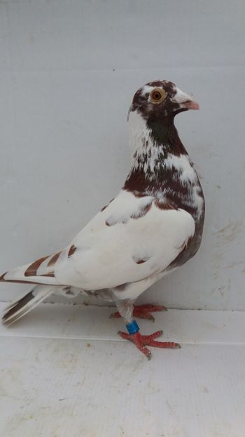 M 2019 vandut - De! voiajori vanduti