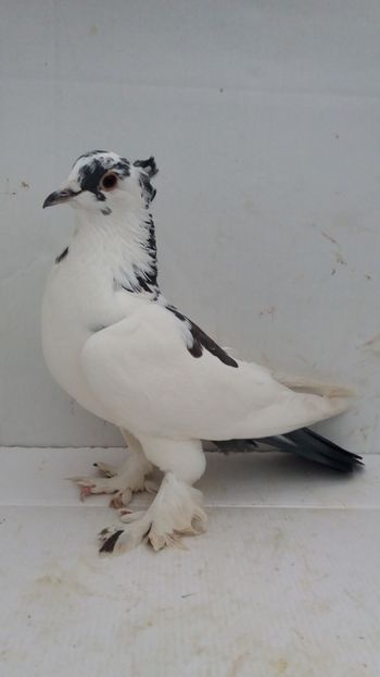 F 2019 - Por tapalagosi