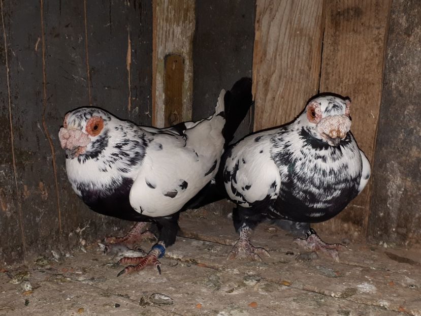  - J _ carunculați 2020