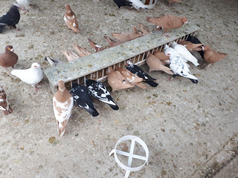  - J _ carunculați 2020