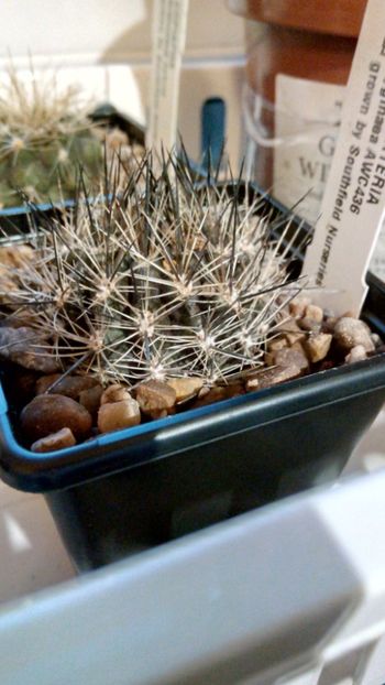 N. pygmaea AWC436 - Neoporteria ---eriosyce