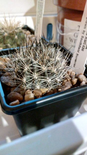 N. pygmaea AWC 436 - Neoporteria ---eriosyce