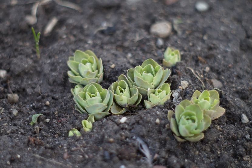  - FEBRUARIE 2019- FEBRUARIE 2020