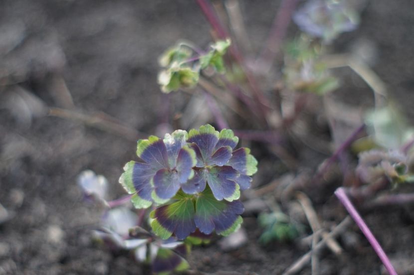  - FEBRUARIE 2019- FEBRUARIE 2020