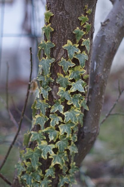  - FEBRUARIE 2019- FEBRUARIE 2020