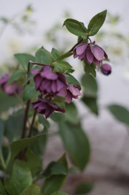  - FEBRUARIE 2019- FEBRUARIE 2020