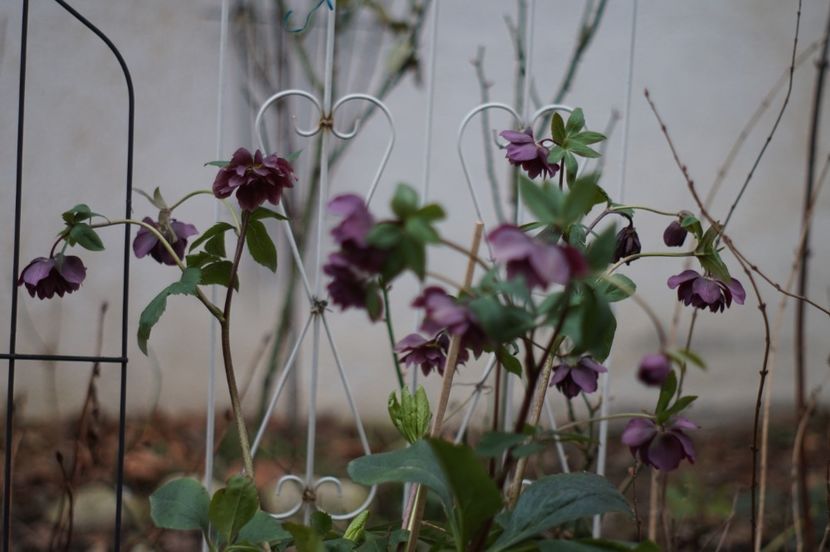  - FEBRUARIE 2019- FEBRUARIE 2020