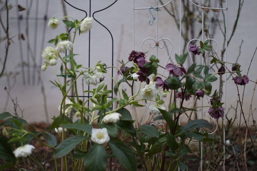  - FEBRUARIE 2019- FEBRUARIE 2020