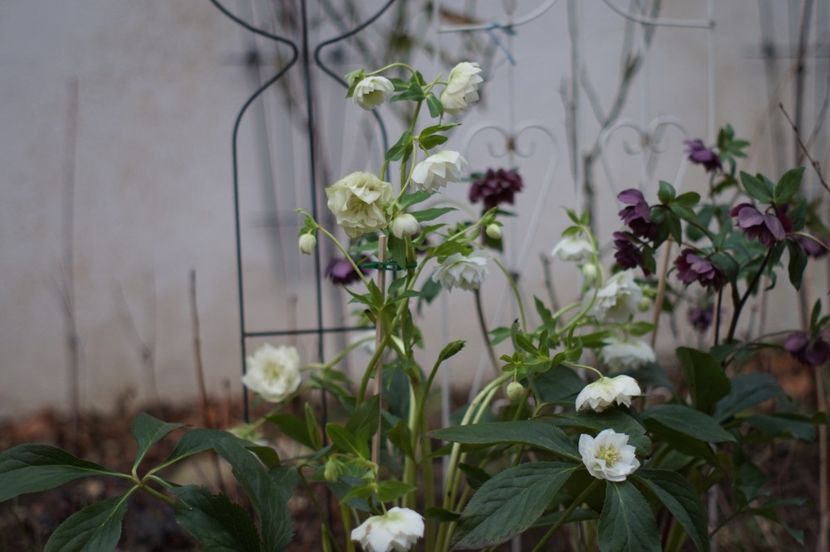  - FEBRUARIE 2019- FEBRUARIE 2020