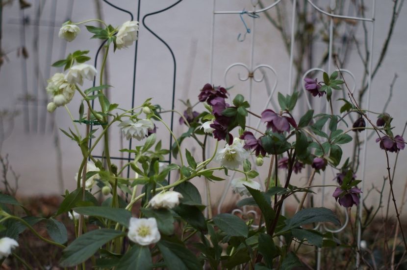  - FEBRUARIE 2019- FEBRUARIE 2020