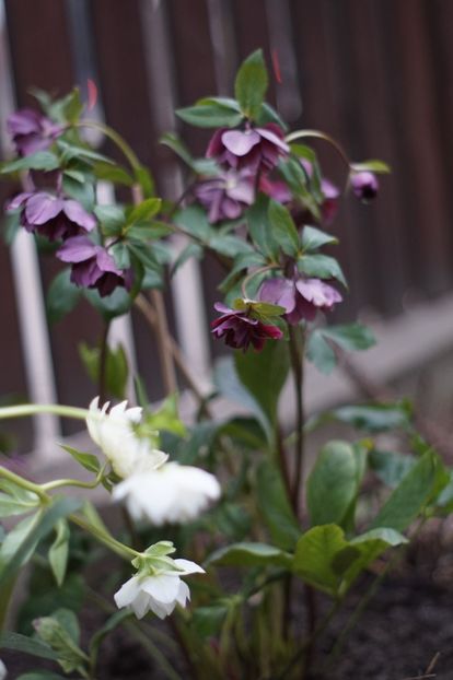  - FEBRUARIE 2019- FEBRUARIE 2020