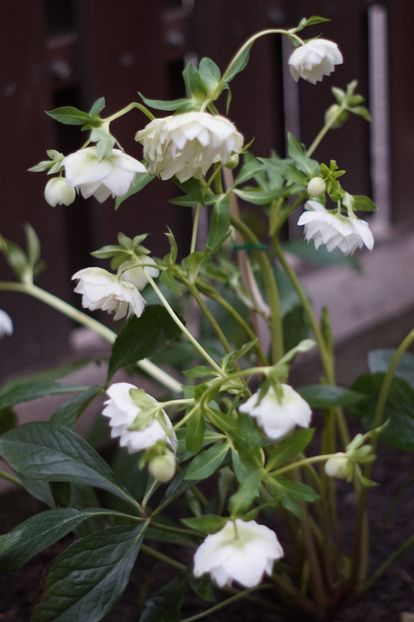  - FEBRUARIE 2019- FEBRUARIE 2020