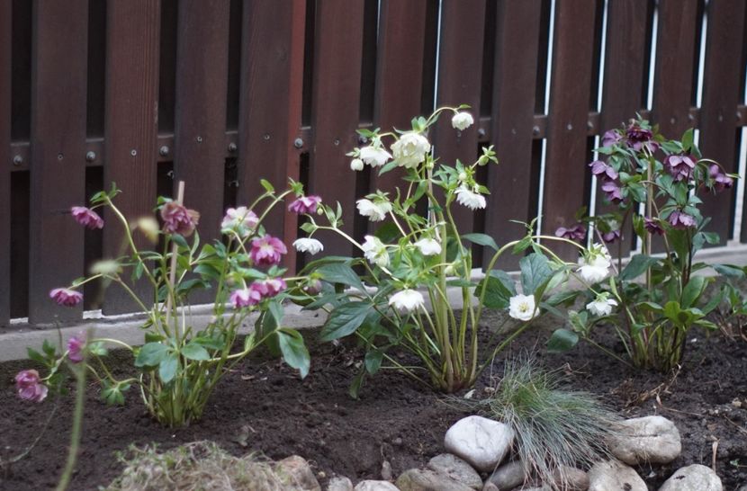  - FEBRUARIE 2019- FEBRUARIE 2020