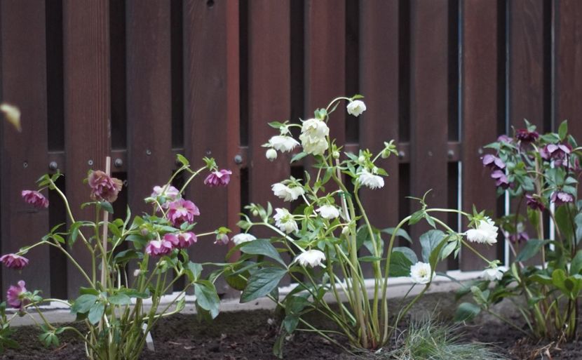  - FEBRUARIE 2019- FEBRUARIE 2020