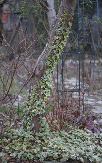  - FEBRUARIE 2019- FEBRUARIE 2020